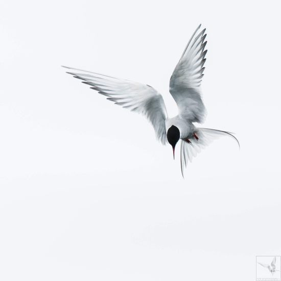 Birds, birds, birds...