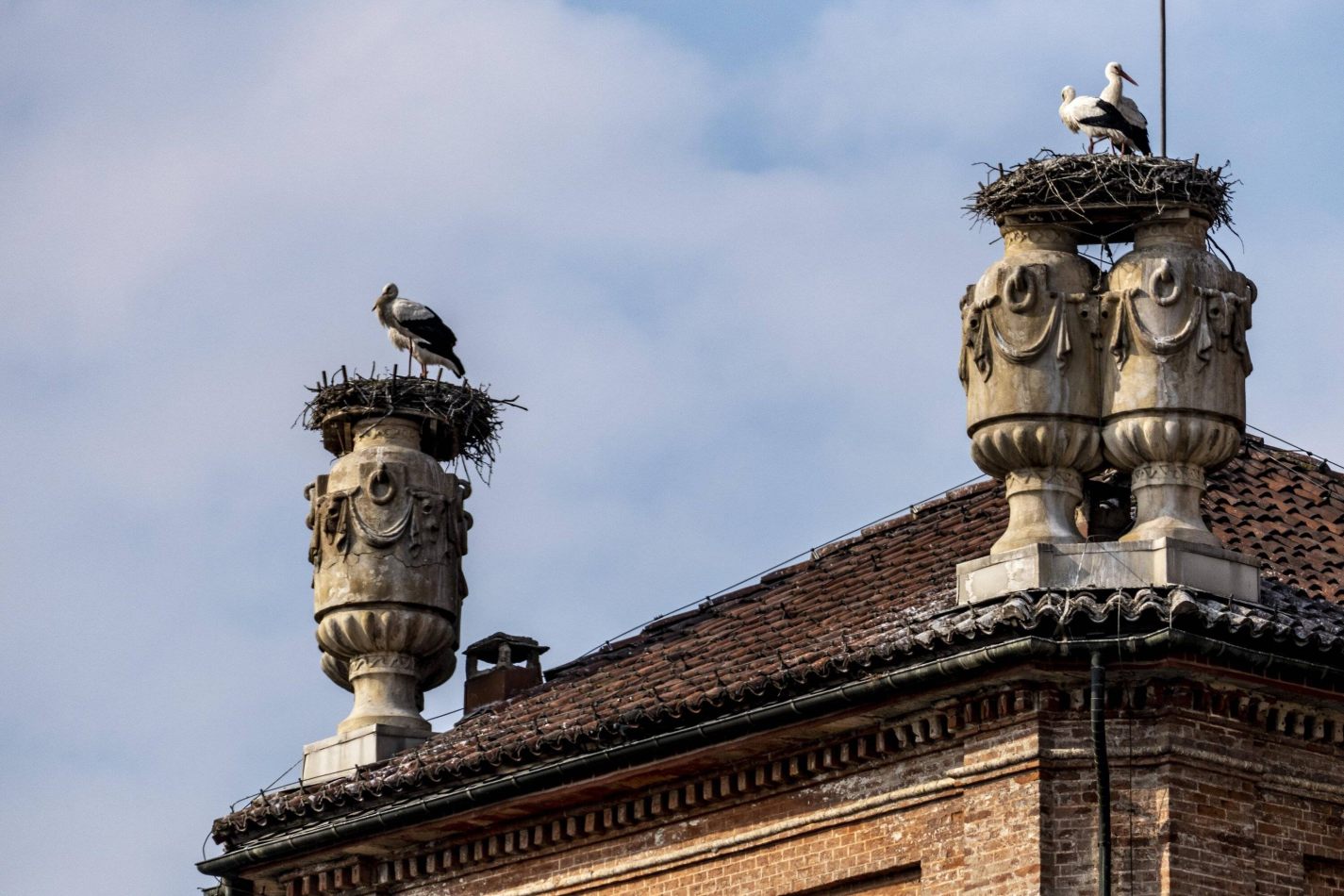 Storvandre: Racconigi