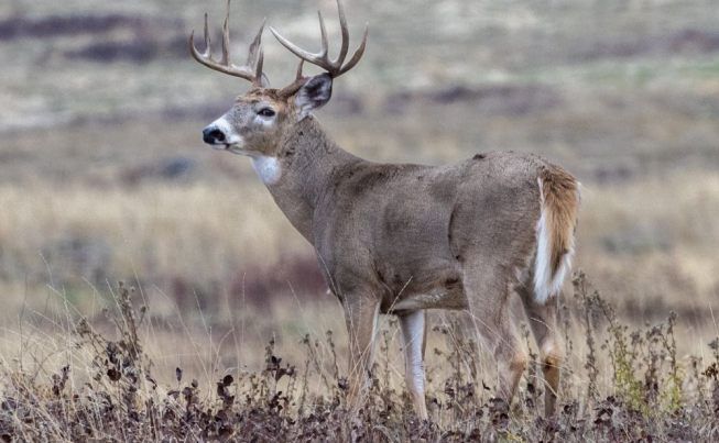 Whitefish Bison Range