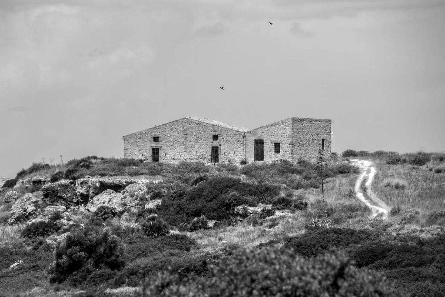 Storvandre: Selinunte