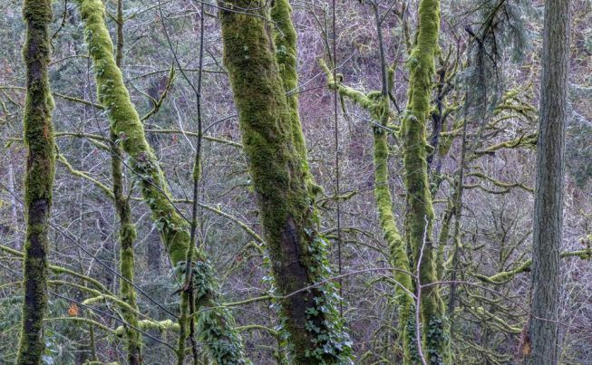 Portland Multnomah Falls