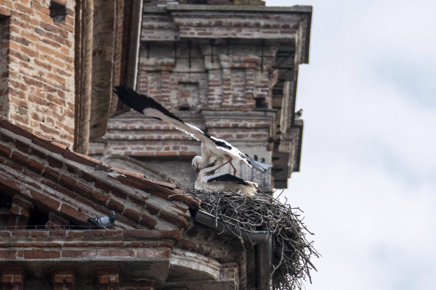 Storvandre: Racconigi