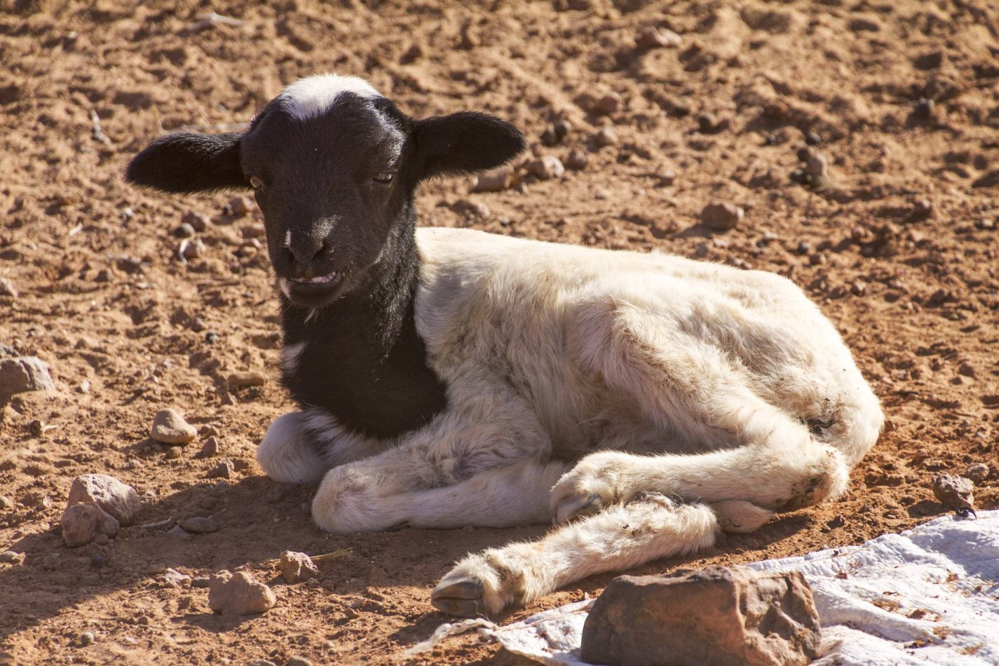 Storvandre: Erg Chigaga