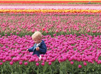Holland Tulips