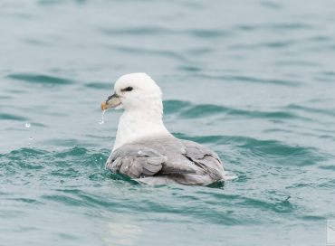 Fulmarus glacialis