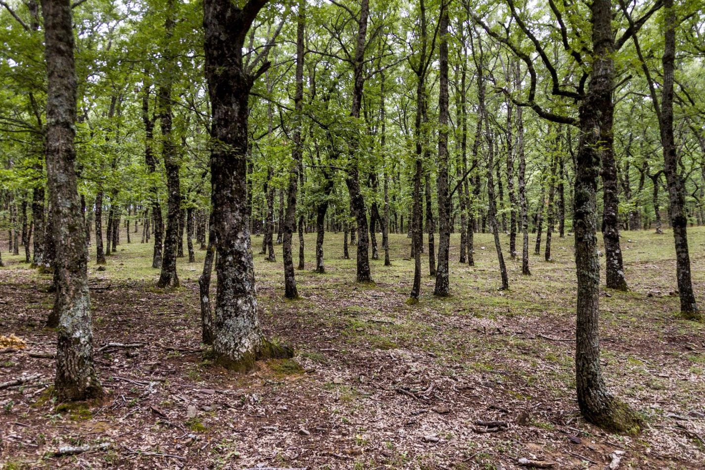 Storvandre: Madon� e