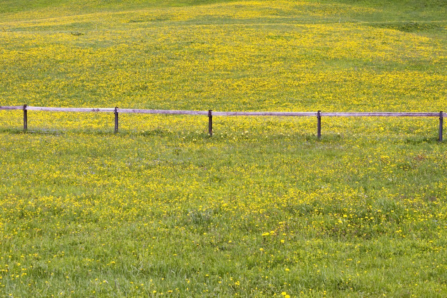 Storvandre: San Bernardino