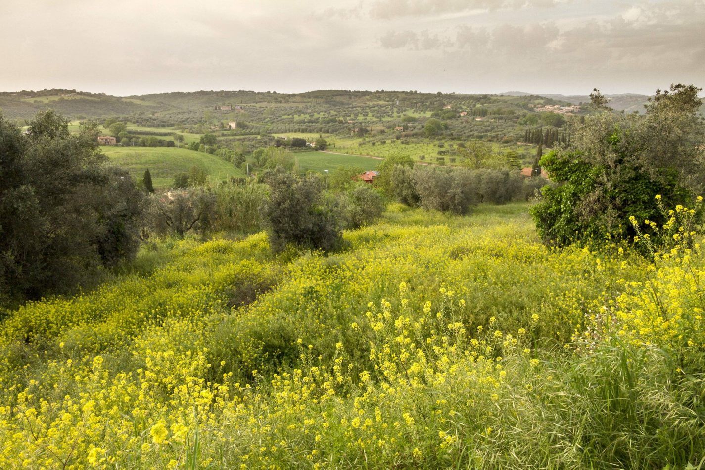 Storvandre: Magliano in Toscana
