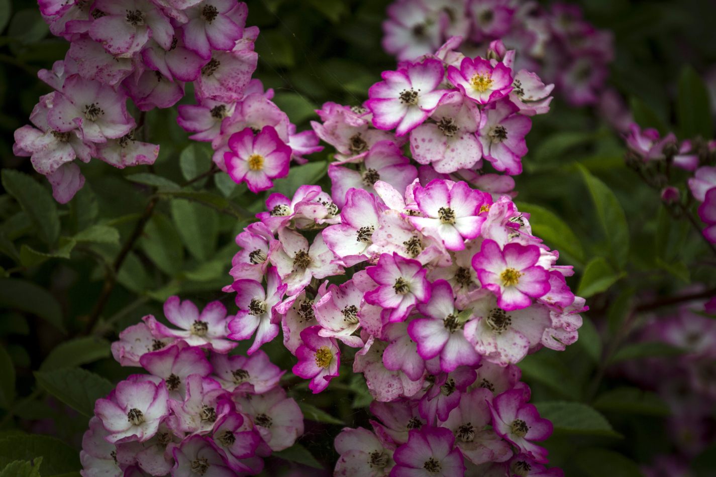 Storvandre: Monza Royal Gardens