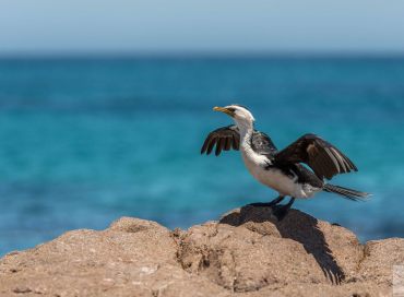 Microcarbo melanoleucos