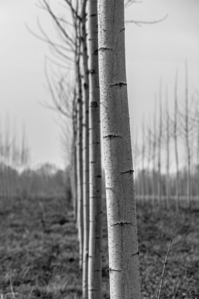 Storvandre: Golena del Po