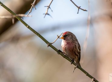Carduelis flammea