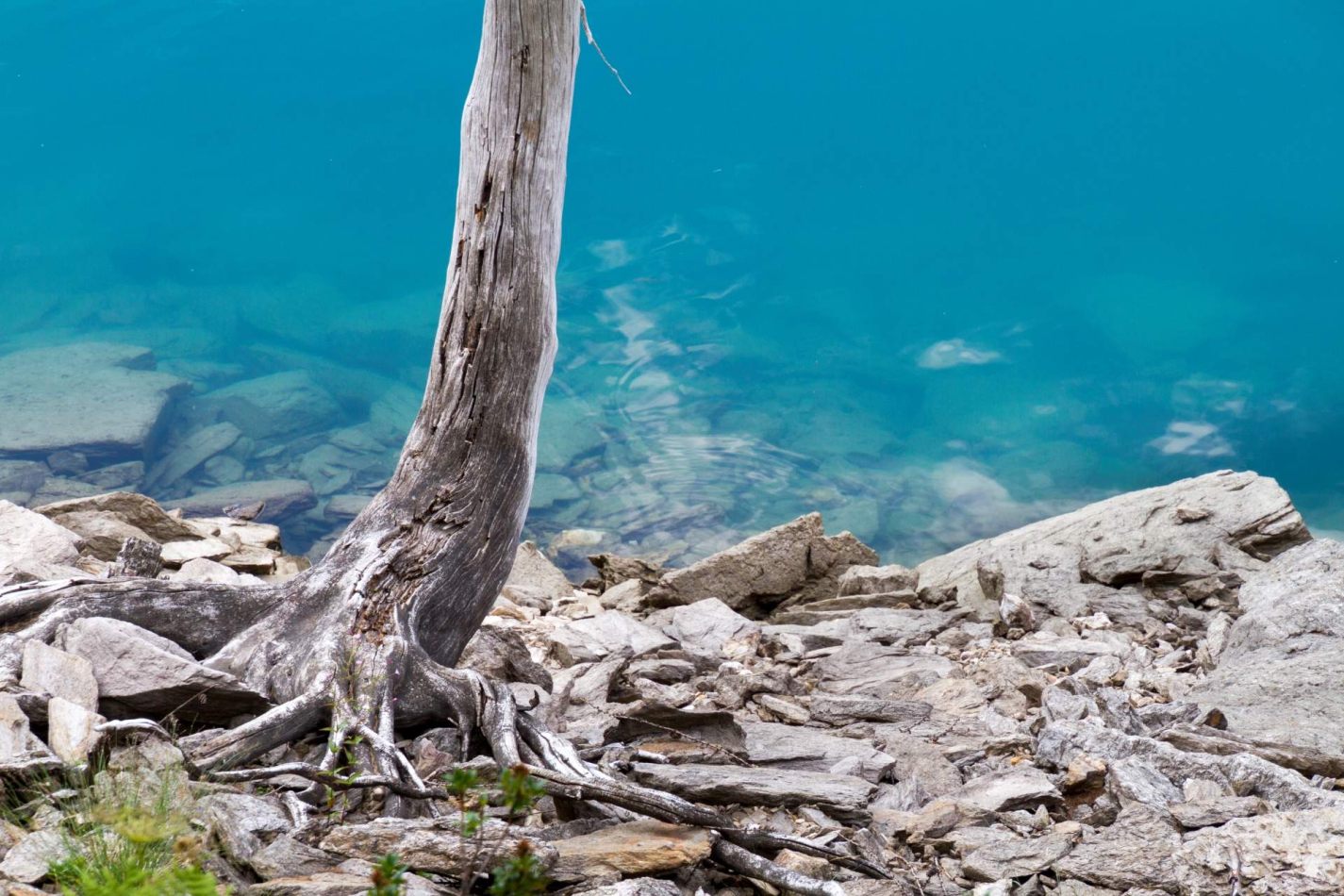 Storvandre: Ritom Lake