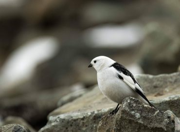 Plectrophenax nivalis