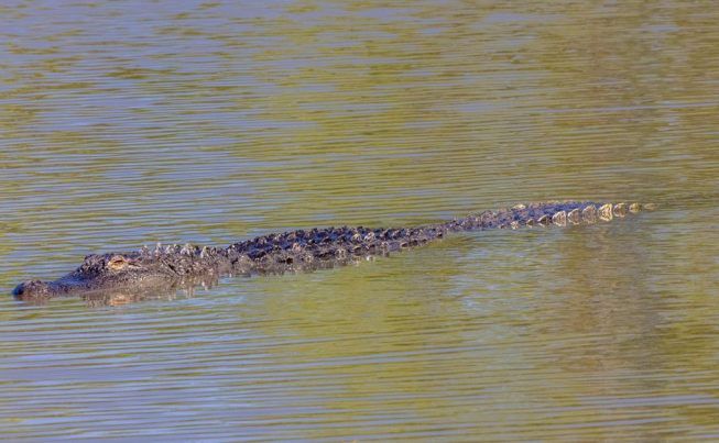 Mobile and the Gulf Coast