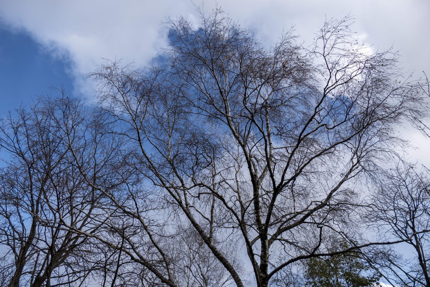 Storvandre: Piani Resinelli