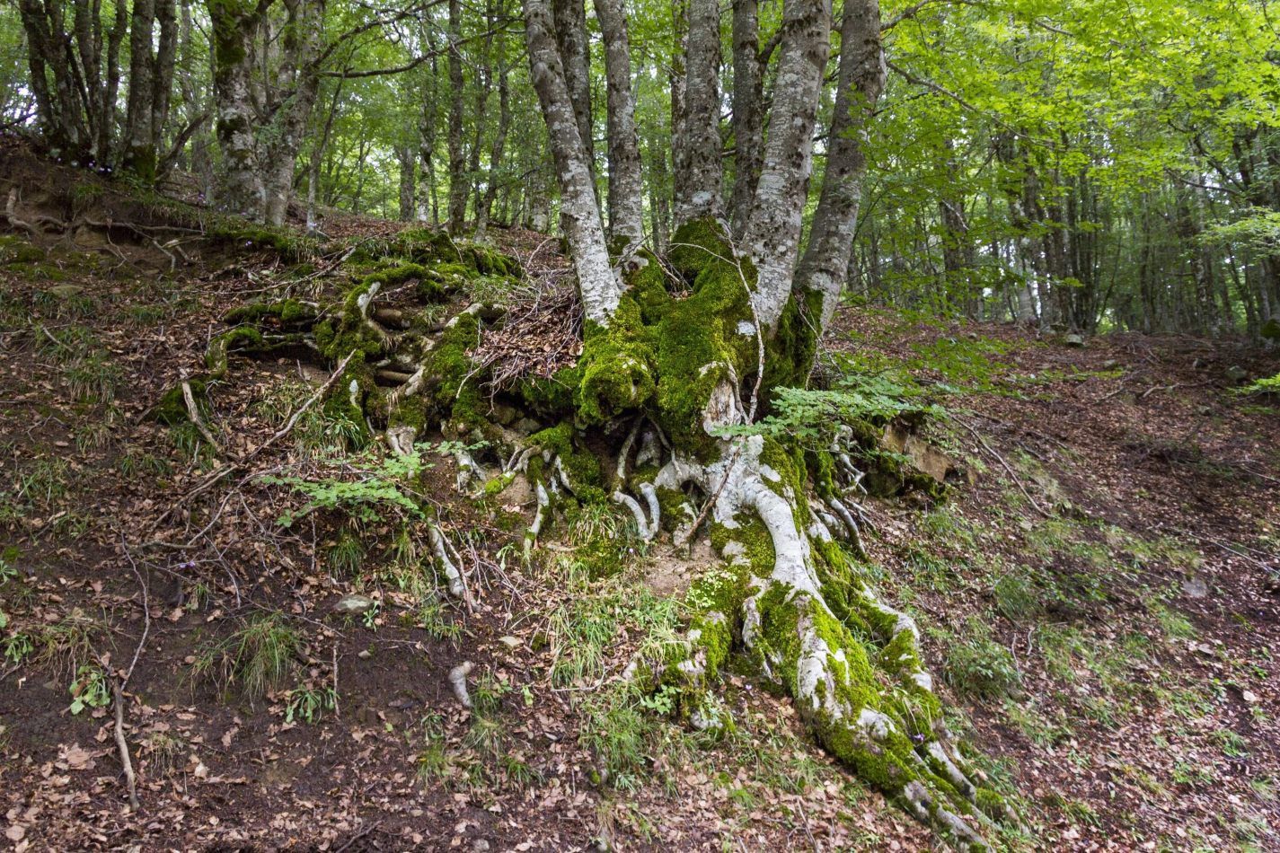 Storvandre: Madon� e