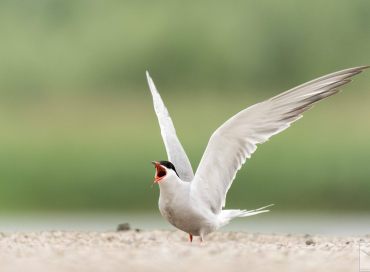 Sterna hirundo