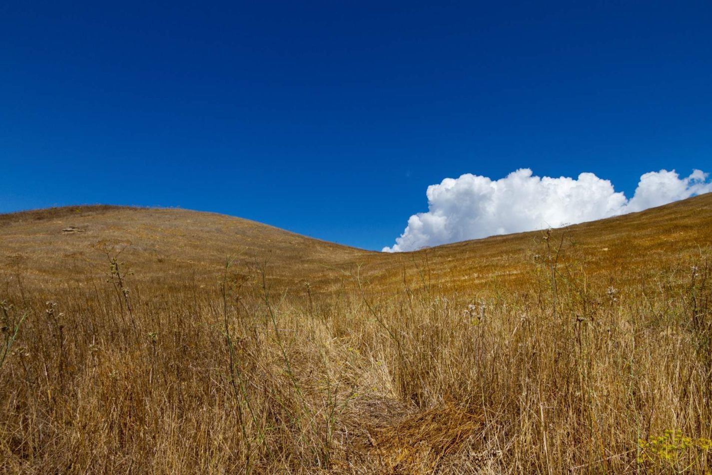 Storvandre: Petralia