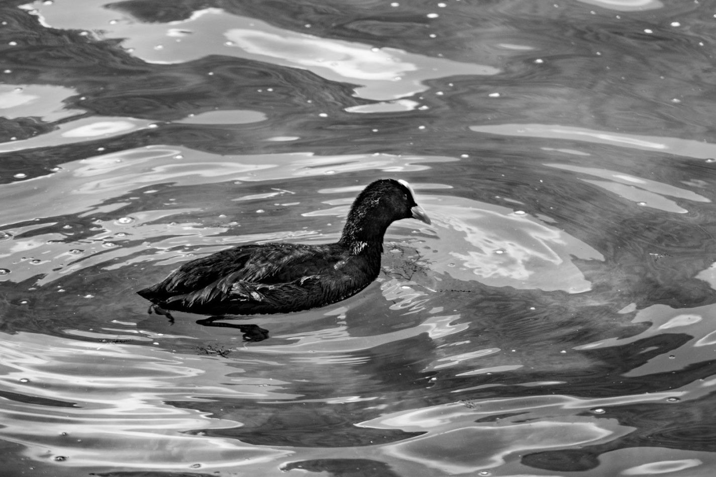 Storvandre: Lake Segrino