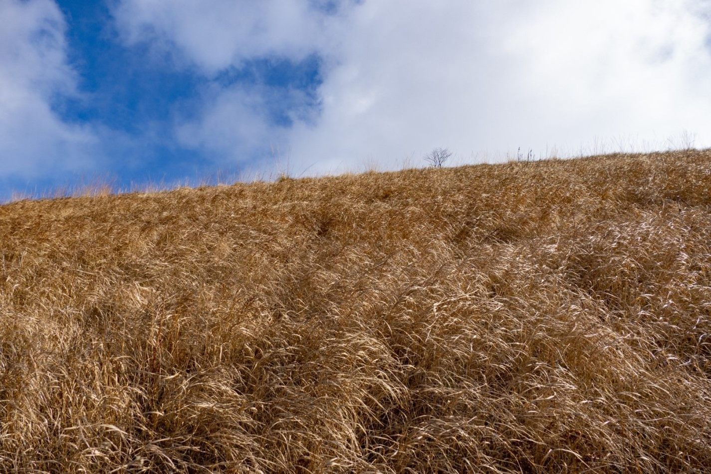 Storvandre: Monte Bolettone