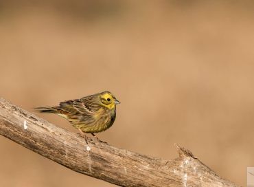 Emberiza citrinella