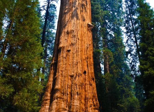Sequoia National Park