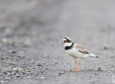 Charadrius hiaticula