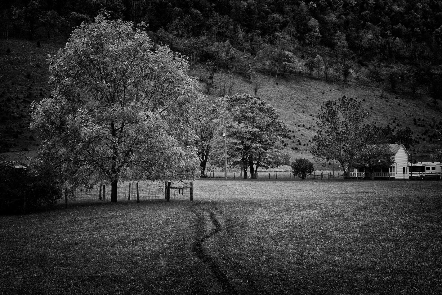 Storvandre: Virginia