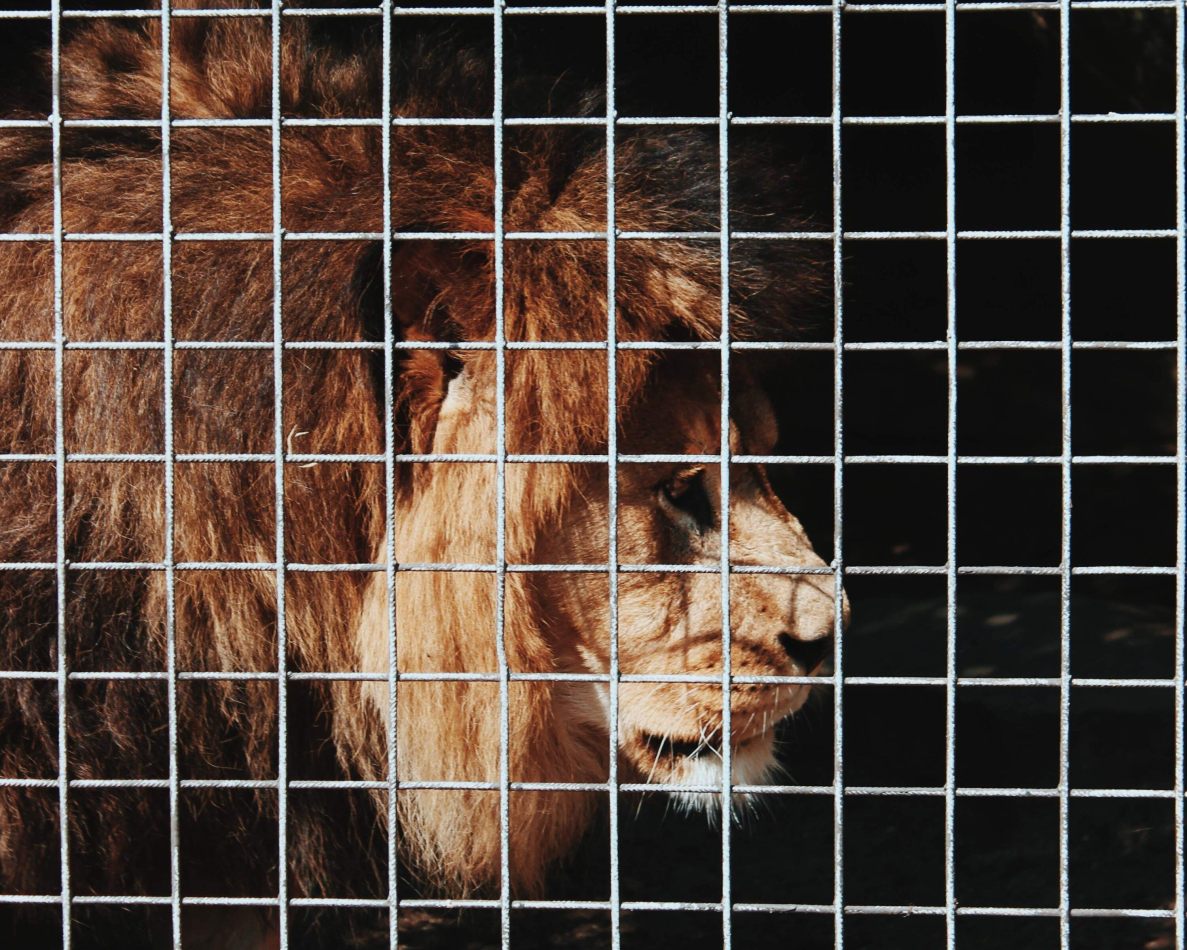 kctamvakisphotography: AMSTERDAM