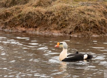 Somateria spectabilis