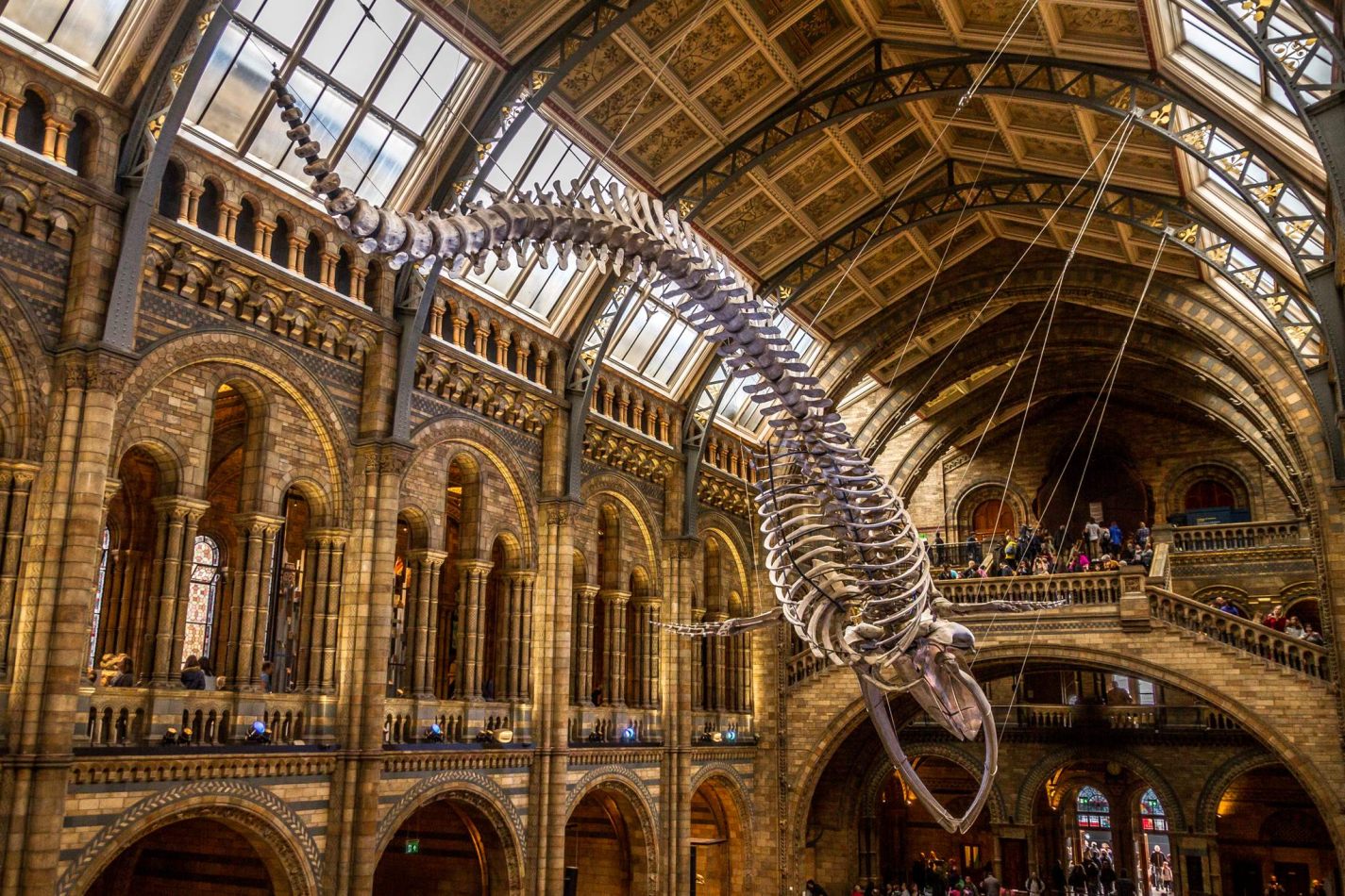Storvandre: Natural History Museum