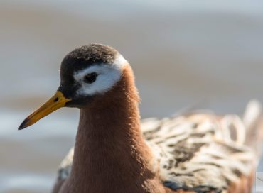 Phalaropus fulicarius