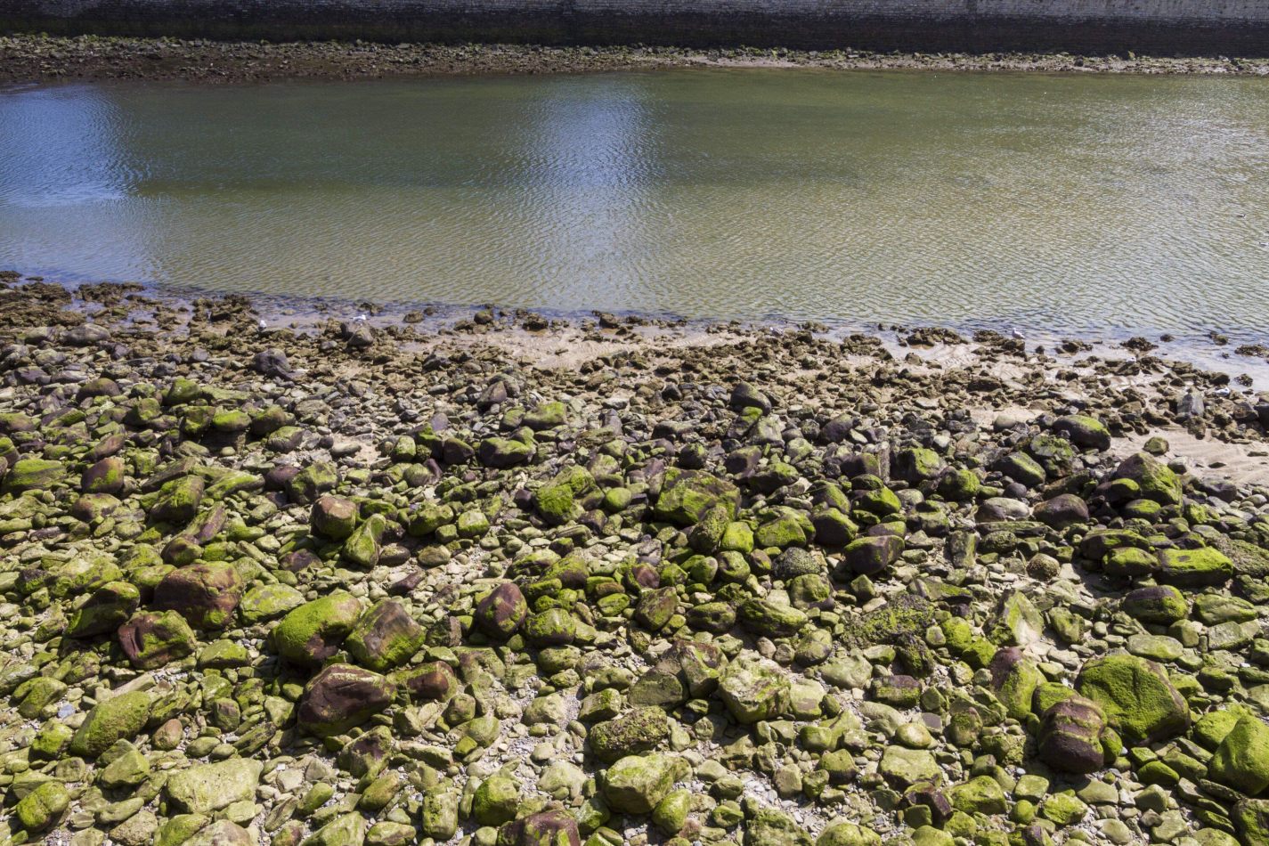 Storvandre: San Sebasti� n