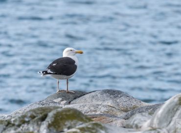 Larus marinus