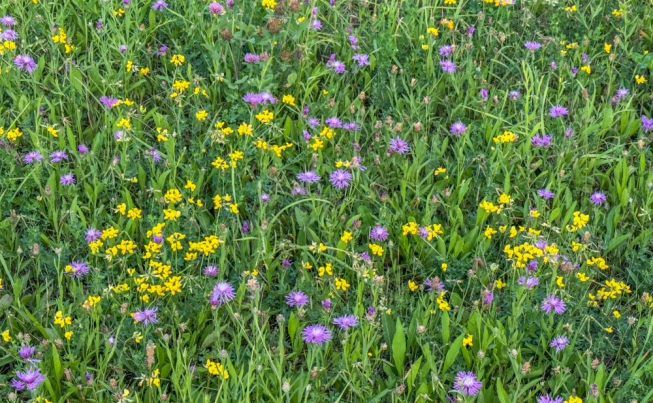 Bristol  VT to Buffalo  NY