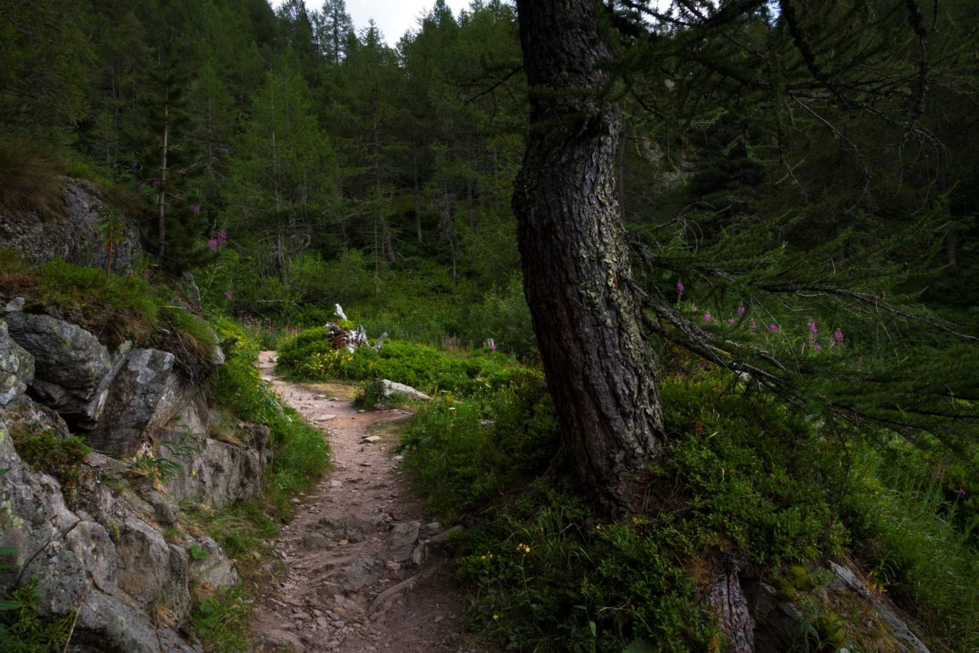 Storvandre: Ritom Lake