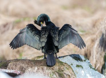 Phalacrocorax aristotelis