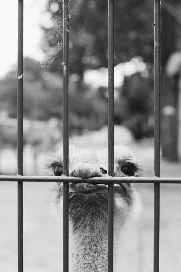 kctamvakisphotography: AMSTERDAM