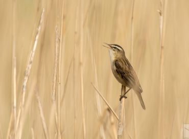 Acrocephalus schoenobaenus