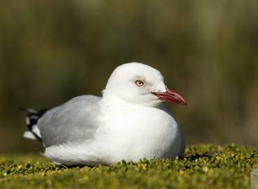 Chroicocephalus scopulinus