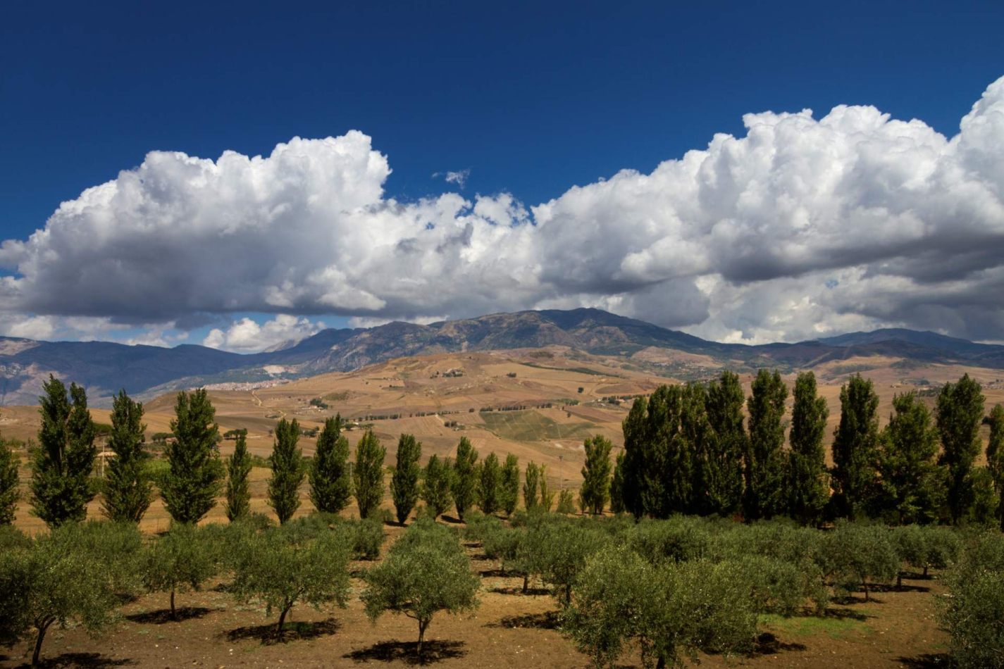 Storvandre: Petralia