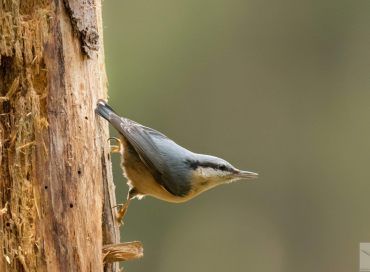 Sitta europaea