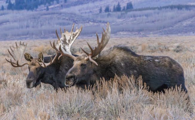 Jackson Grand Teton NP 3