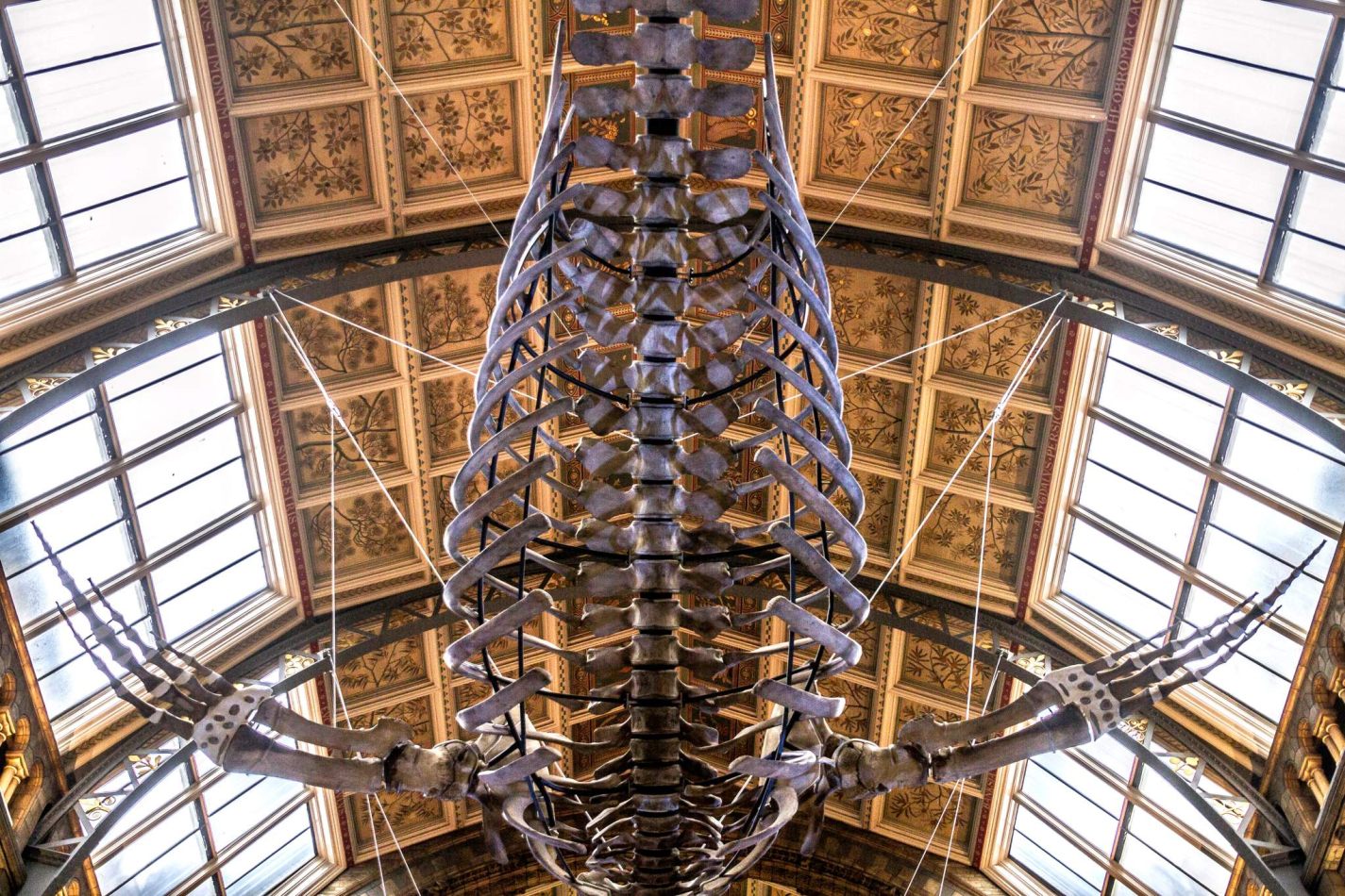 Storvandre: Natural History Museum