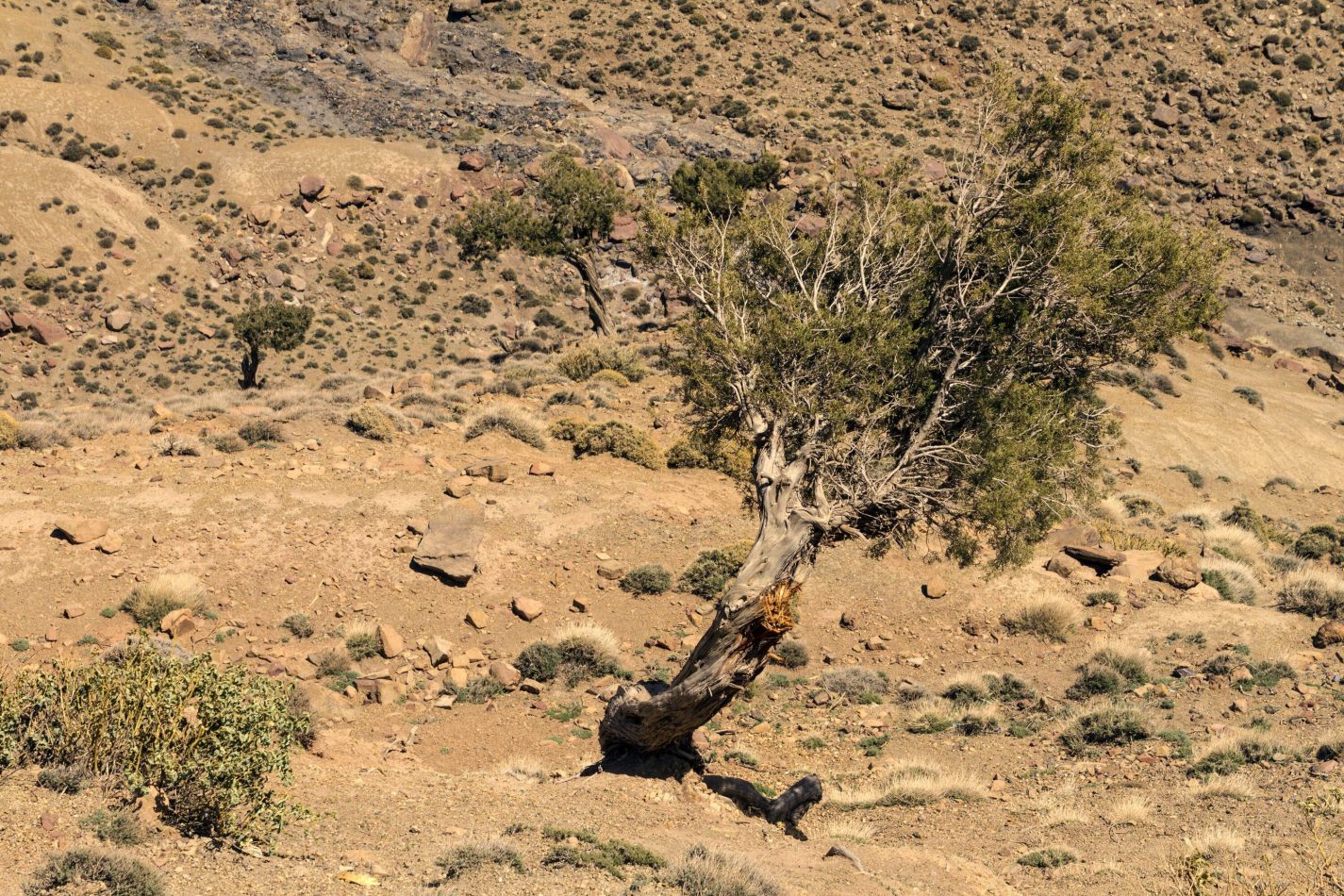 Storvandre: Tizi n Tichka