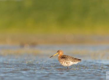 Limosa limosa