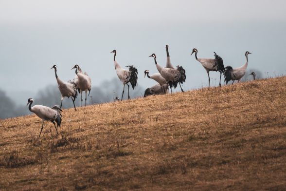 The Cranes of Hornborgasj� n