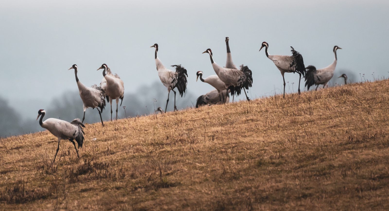The Cranes of Hornborgasj� n