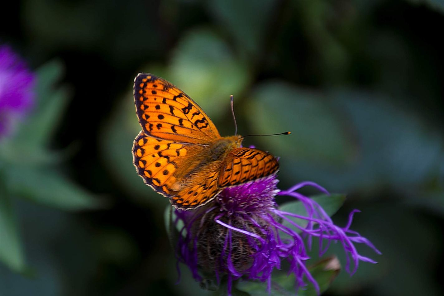 Storvandre: Ritom Lake